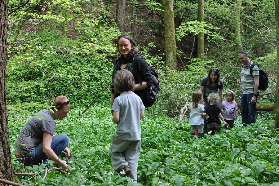 Families gathering wild garlic in May